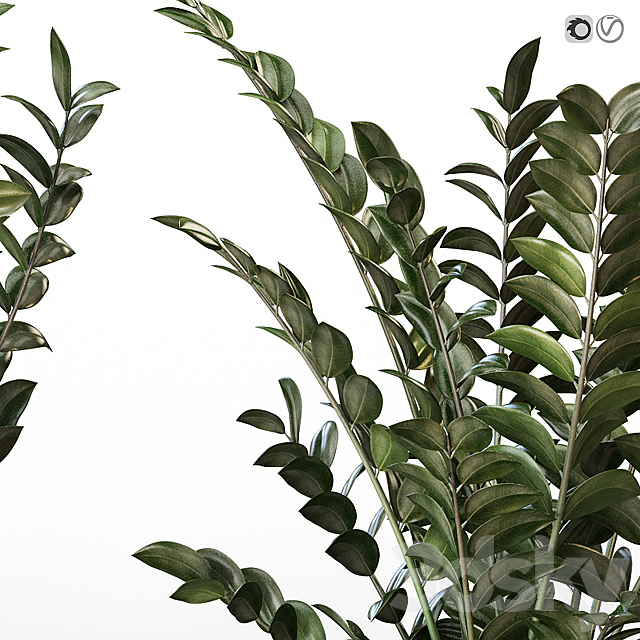 Amazing plant Zamioculcas in white vase 3DS Max Model - thumbnail 2