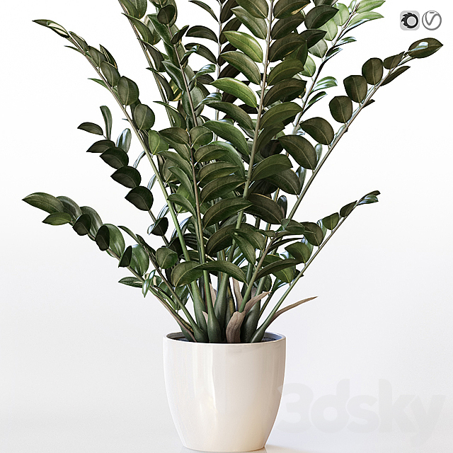 Amazing plant Zamioculcas in white vase 3DS Max Model - thumbnail 3