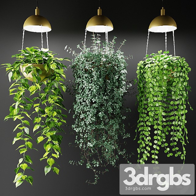 Ampel plants in a cache-pot with lamps - thumbnail 1