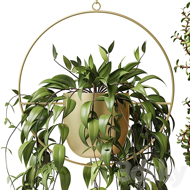 Ampel plants in hanging planters – set 13 3DS Max Model - thumbnail 2