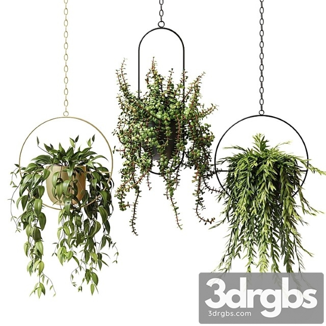 Ampel Plants In Hanging Planters Set 13 3dsmax Download - thumbnail 1