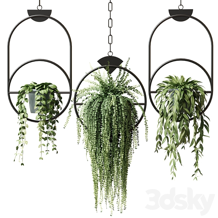 Ampel plants in hanging pots with black rings – set 15 3DS Max - thumbnail 1