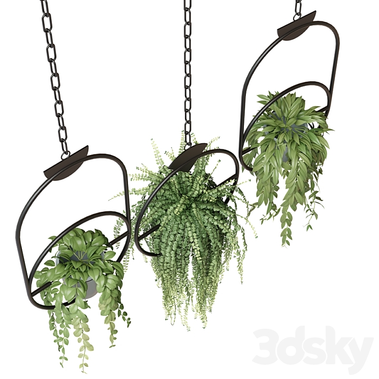 Ampel plants in hanging pots with black rings – set 15 3DS Max - thumbnail 2