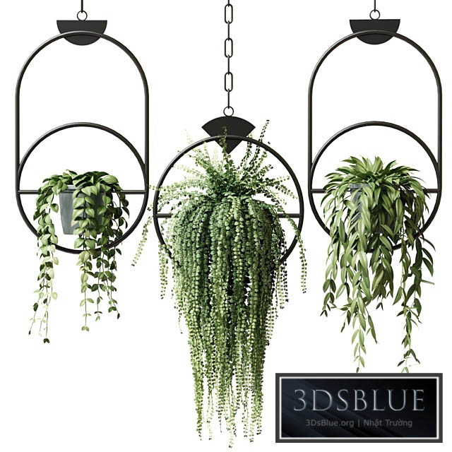 Ampel plants in hanging pots with black rings – set 15 3DS Max - thumbnail 3