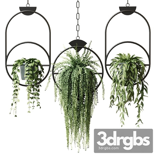 Ampel Plants In Hanging Pots With Black Rings Set 15 3dsmax Download - thumbnail 1