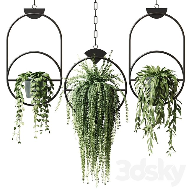 Ampel plants in hanging pots with black rings – set 15 3DSMax File - thumbnail 1