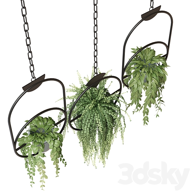 Ampel plants in hanging pots with black rings – set 15 3DSMax File - thumbnail 2