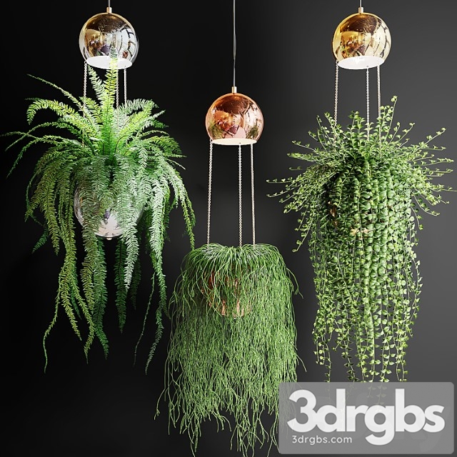 Ampel plants in pots with lamps - thumbnail 1