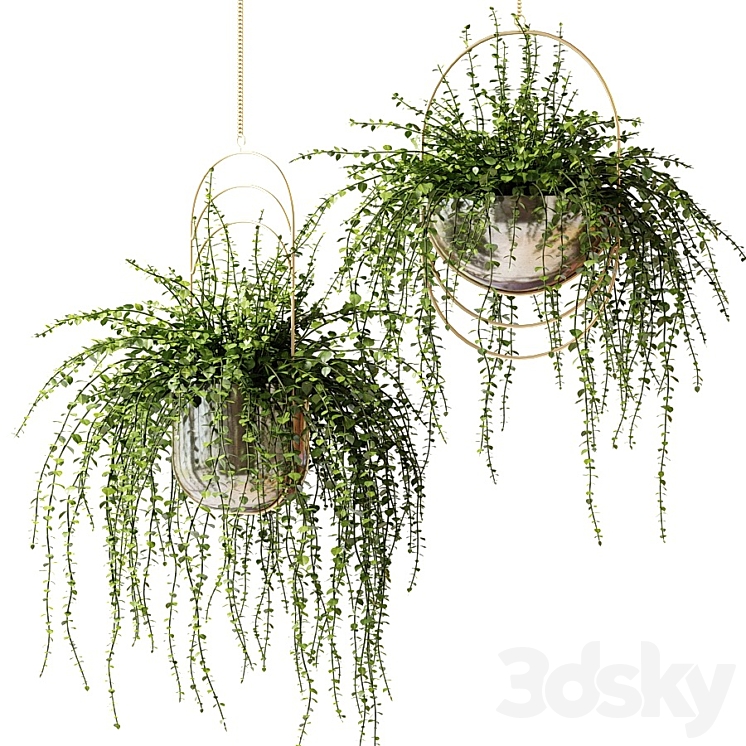 Ampel plants in shiny designer pots 3DS Max - thumbnail 1