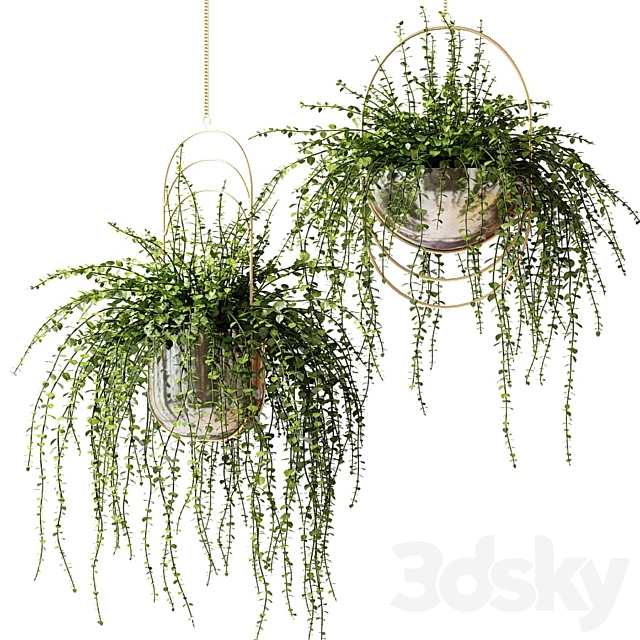 Ampel plants in shiny designer pots 3DSMax File - thumbnail 1