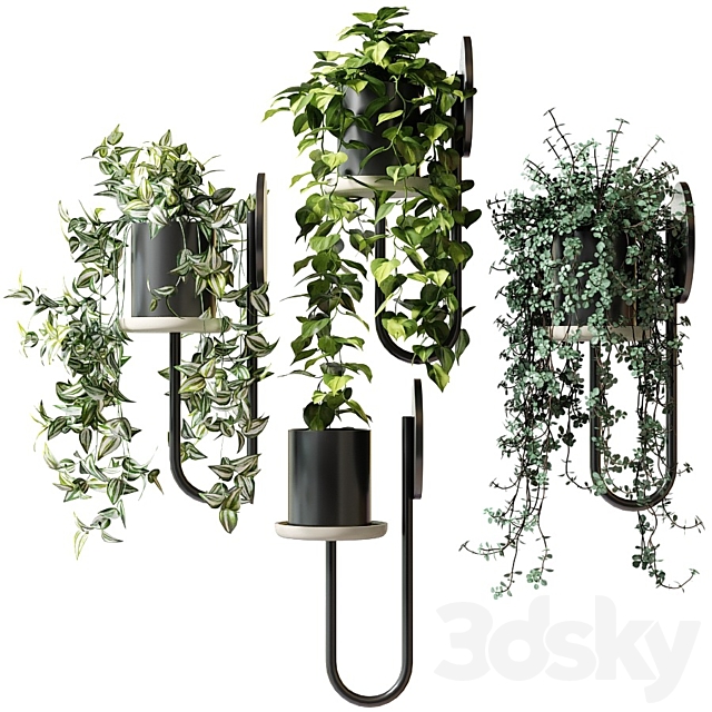 Ampel plants in wall planters CIGALES WALL by Miniforms 3DS Max Model - thumbnail 3