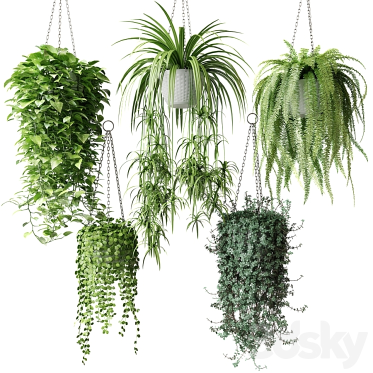 Ampel plants in white wicker pots 3DS Max - thumbnail 1