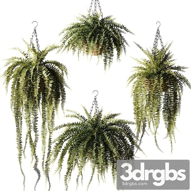 Ampel plants nephrolepis sublime in wicker hanging pots - thumbnail 1