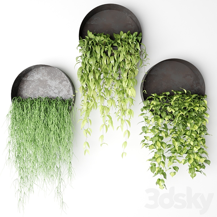 Ampelous plants in basins 3DS Max - thumbnail 2