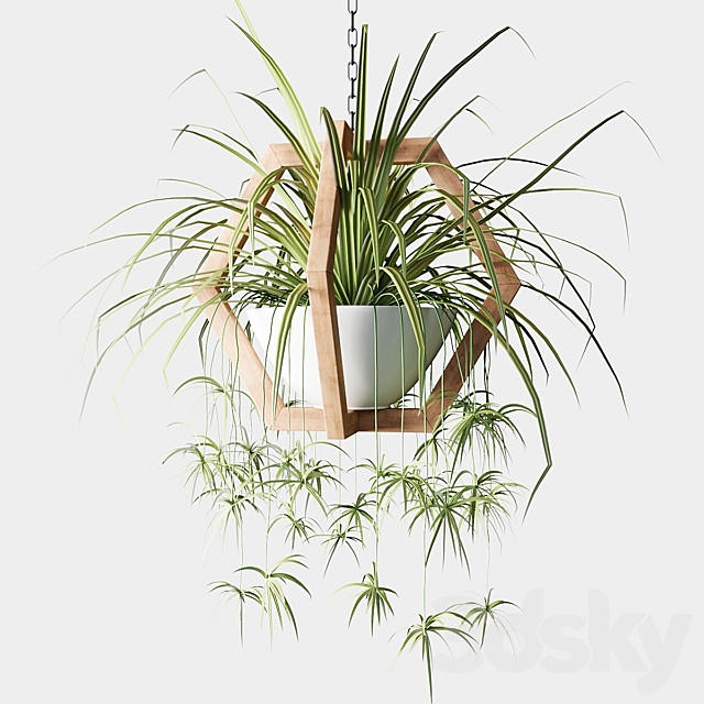 Ampelous plants in wooden figured hanging pots 3ds Max - thumbnail 3