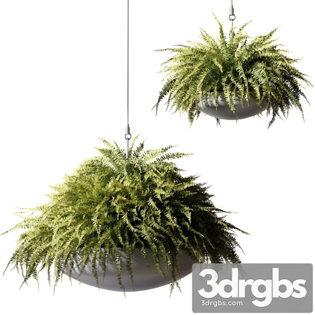 Ampelous plants nephrolepis sublime in gray hanging pots - thumbnail 1