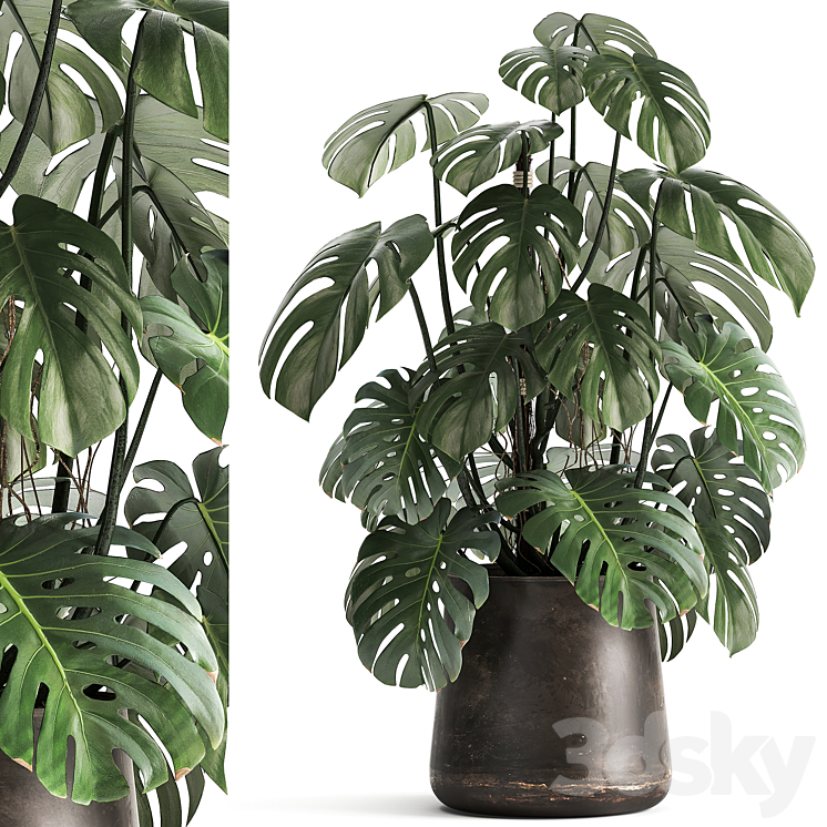 An exotic plant in a rusty metal pot with a Monstera bush. 1001. 3DS Max - thumbnail 1