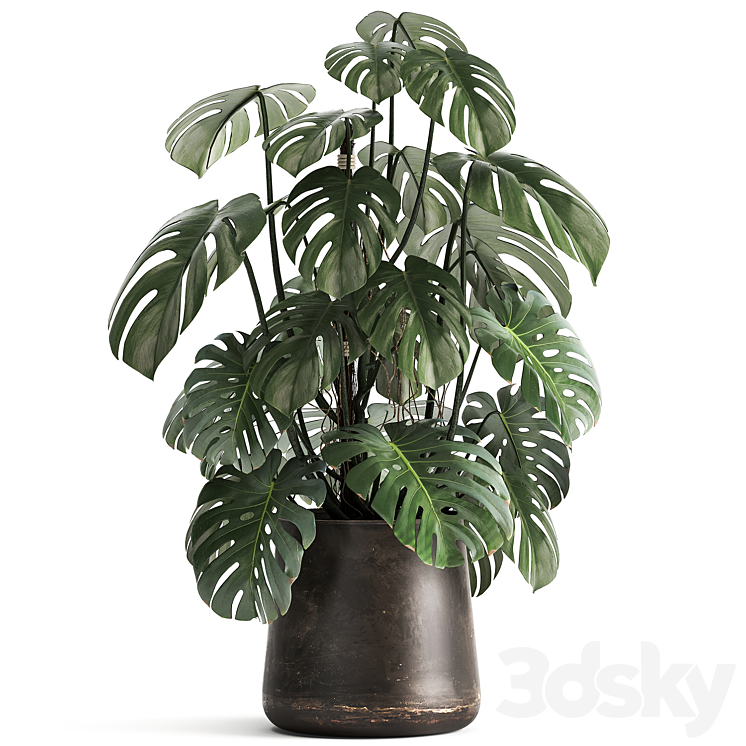 An exotic plant in a rusty metal pot with a Monstera bush. 1001. 3DS Max - thumbnail 2