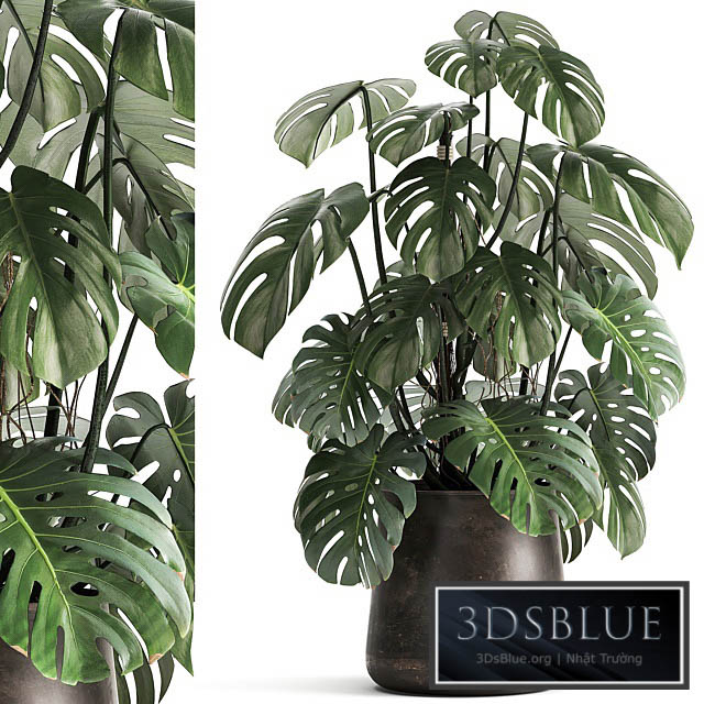 An exotic plant in a rusty metal pot with a Monstera bush. 1001. 3DS Max - thumbnail 3