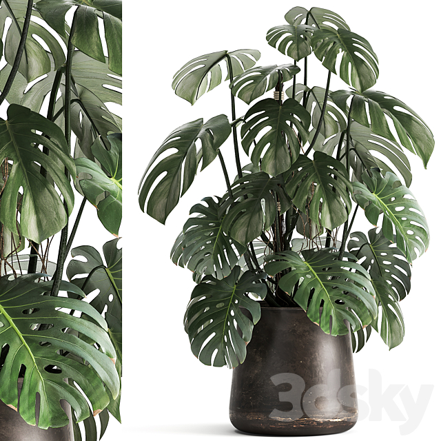 An exotic plant in a rusty metal pot with a Monstera bush. 1001. 3DSMax File - thumbnail 1