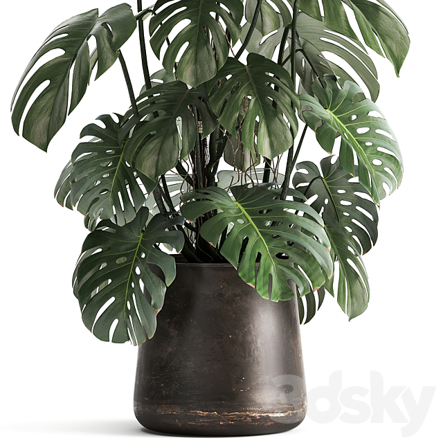 An exotic plant in a rusty metal pot with a Monstera bush. 1001. 3DSMax File - thumbnail 3