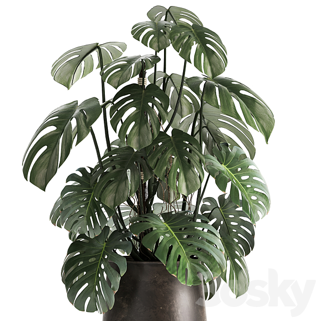 An exotic plant in a rusty metal pot with a Monstera bush. 1001. 3DSMax File - thumbnail 4