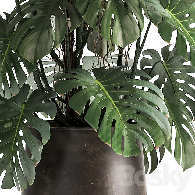 An Exotic Plant In A Rusty Metal Pot With A Monstera Bush. 1001. 3DSMax ...