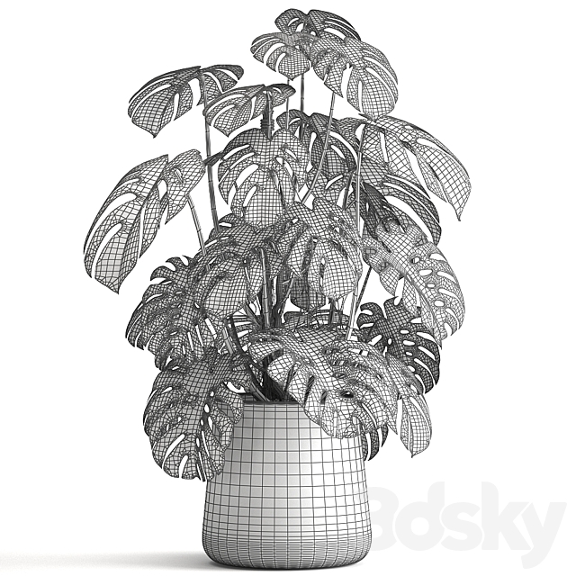 An exotic plant in a rusty metal pot with a Monstera bush. 1001. 3DSMax File - thumbnail 6