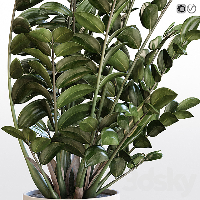 Angular flowerpot Zamiokulkas in a white vase 3DS Max Model - thumbnail 2