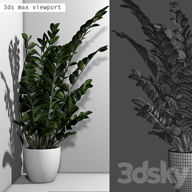 Angular flowerpot Zamiokulkas in a white vase 3DS Max Model - thumbnail 5