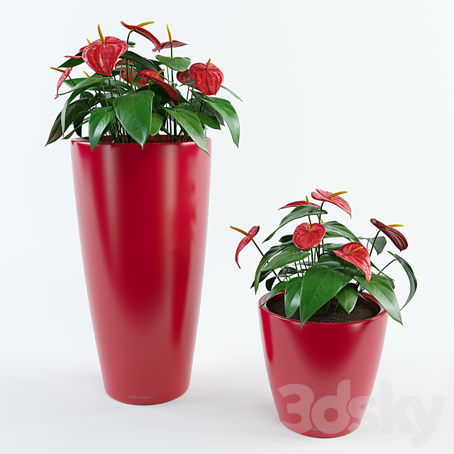 Anthurium 3DSMax File - thumbnail 1