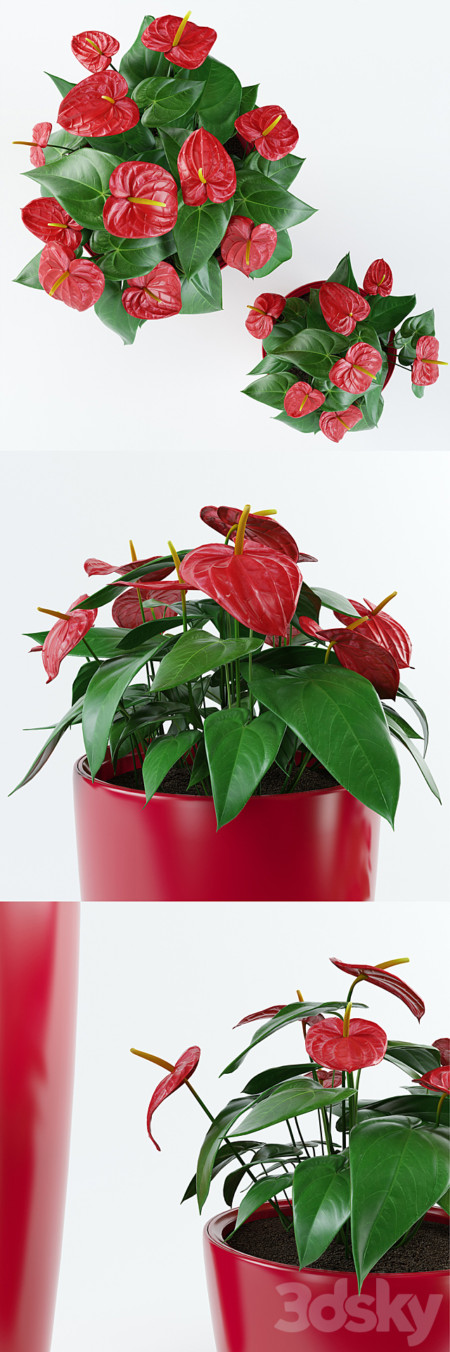 Anthurium 3DSMax File - thumbnail 2