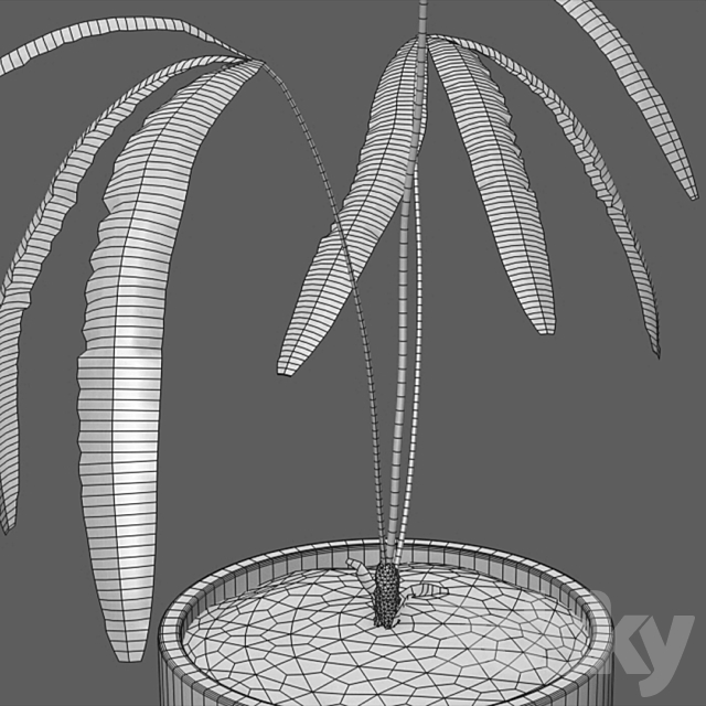 Anthurium cutucuense 3DSMax File - thumbnail 2