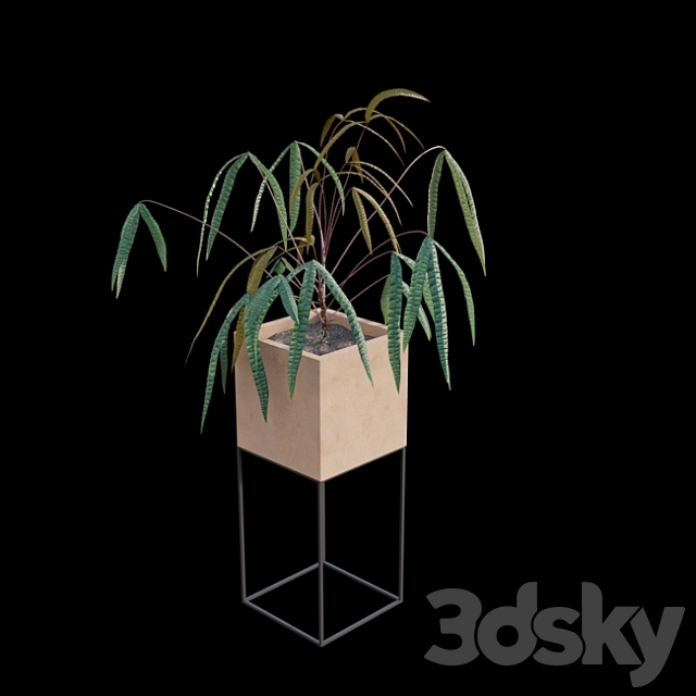 Anthurium cutucuense 3DSMax File - thumbnail 6