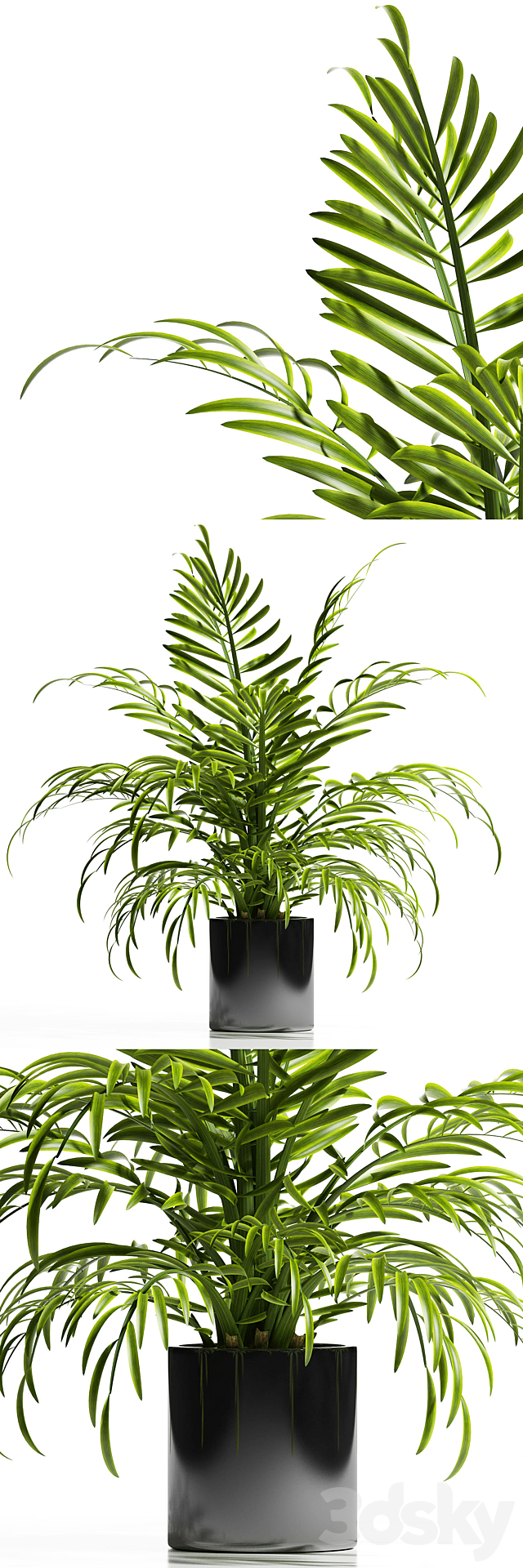 ARECA PALM PLANT 12 3DSMax File - thumbnail 1