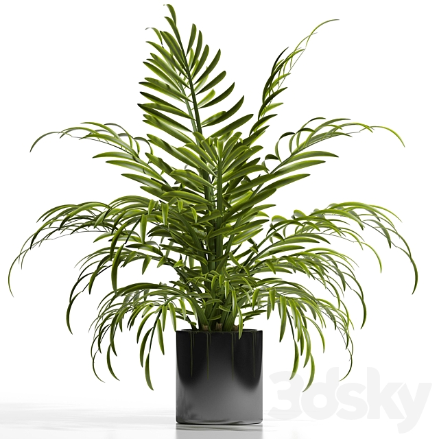 ARECA PALM PLANT 12 3DSMax File - thumbnail 2