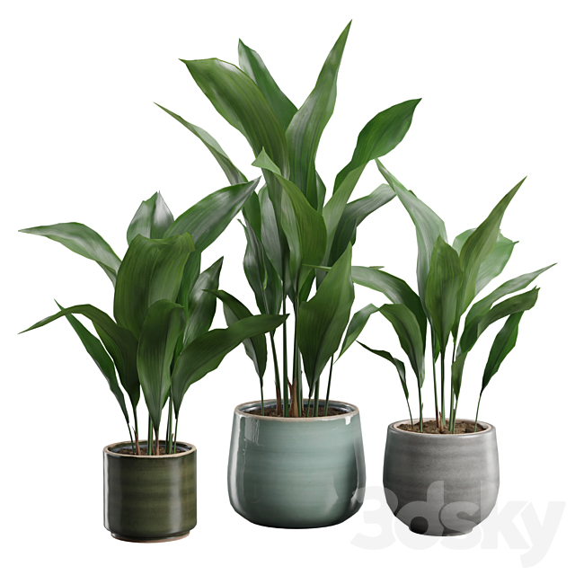 Aspidistra Elatior Pack 3ds Max - thumbnail 1