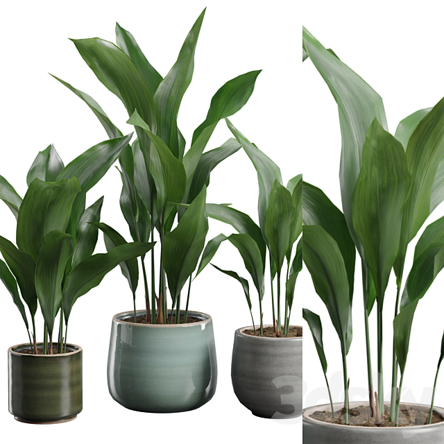 Aspidistra Elatior Pack 3ds Max - thumbnail 2