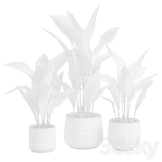 Aspidistra Elatior Pack 3ds Max - thumbnail 3