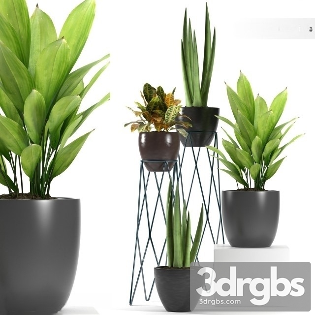 Aspidistra Elatior Plant 3dsmax Download - thumbnail 1