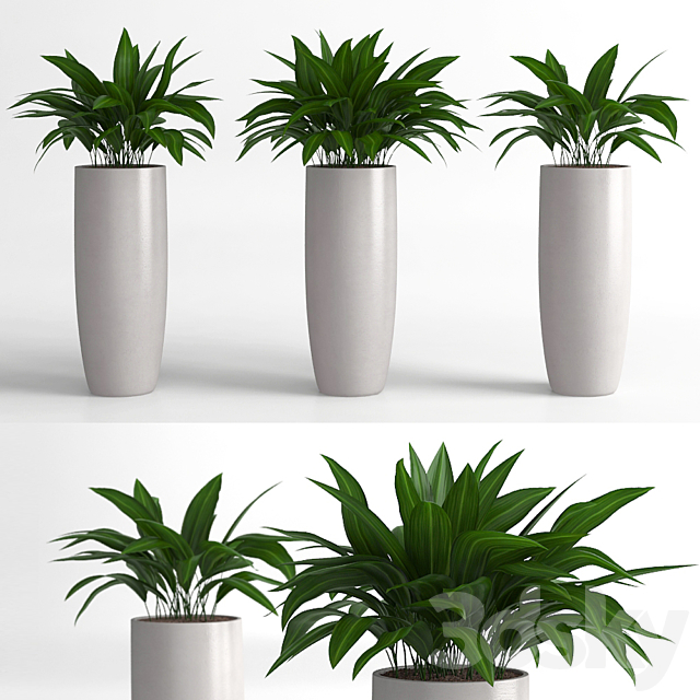 Aspidistra plants 3DSMax File - thumbnail 1