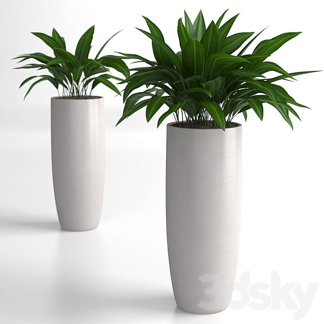 Aspidistra plants 3DSMax File - thumbnail 2