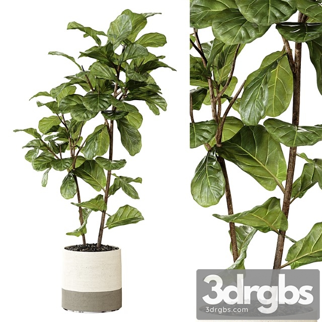 Ateliervierkant – pot cl40 and ficus lyrata plant - thumbnail 1