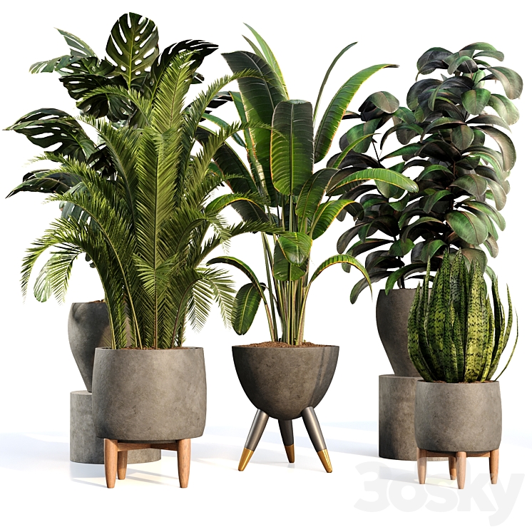 bamboo-Censoria-Indoor plant set 01 3DS Max Model - thumbnail 1