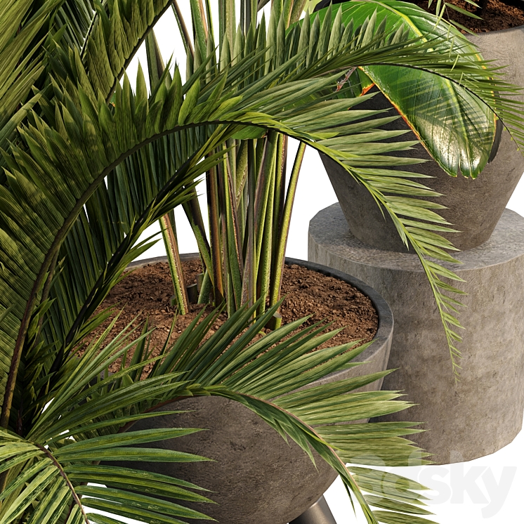 bamboo-Censoria-Indoor plant set 01 3DS Max Model - thumbnail 2