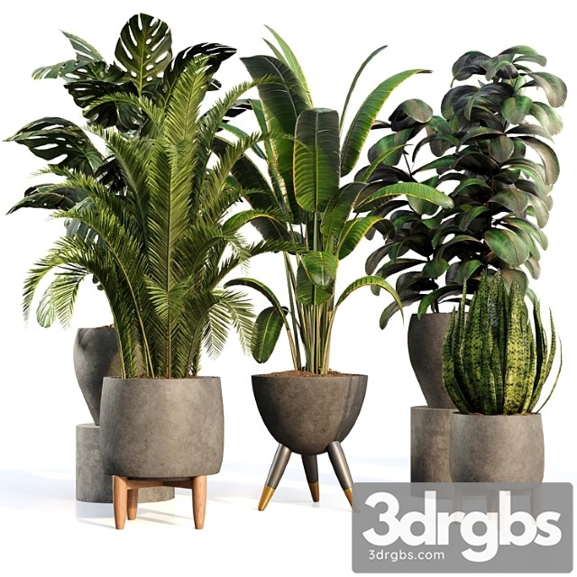 Bamboo Censoria Indoor Plant Set 01 3dsmax Download - thumbnail 1