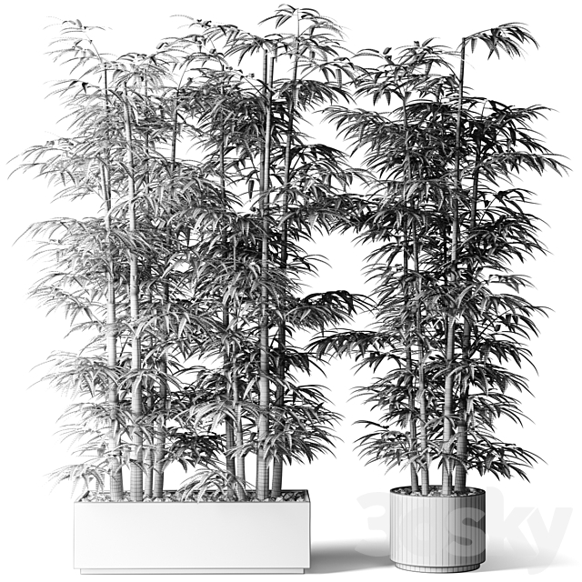 Bamboo in rectangular and round pots 3DS Max Model - thumbnail 2