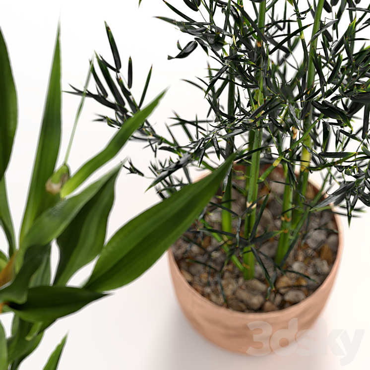 Bamboo Indoor Plant Set 3DS Max Model - thumbnail 2