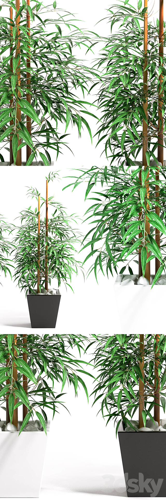 BAMBOO PLANT 11 3DSMax File - thumbnail 1