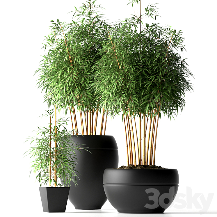 BAMBOO PLANTS 18 3DS Max - thumbnail 1